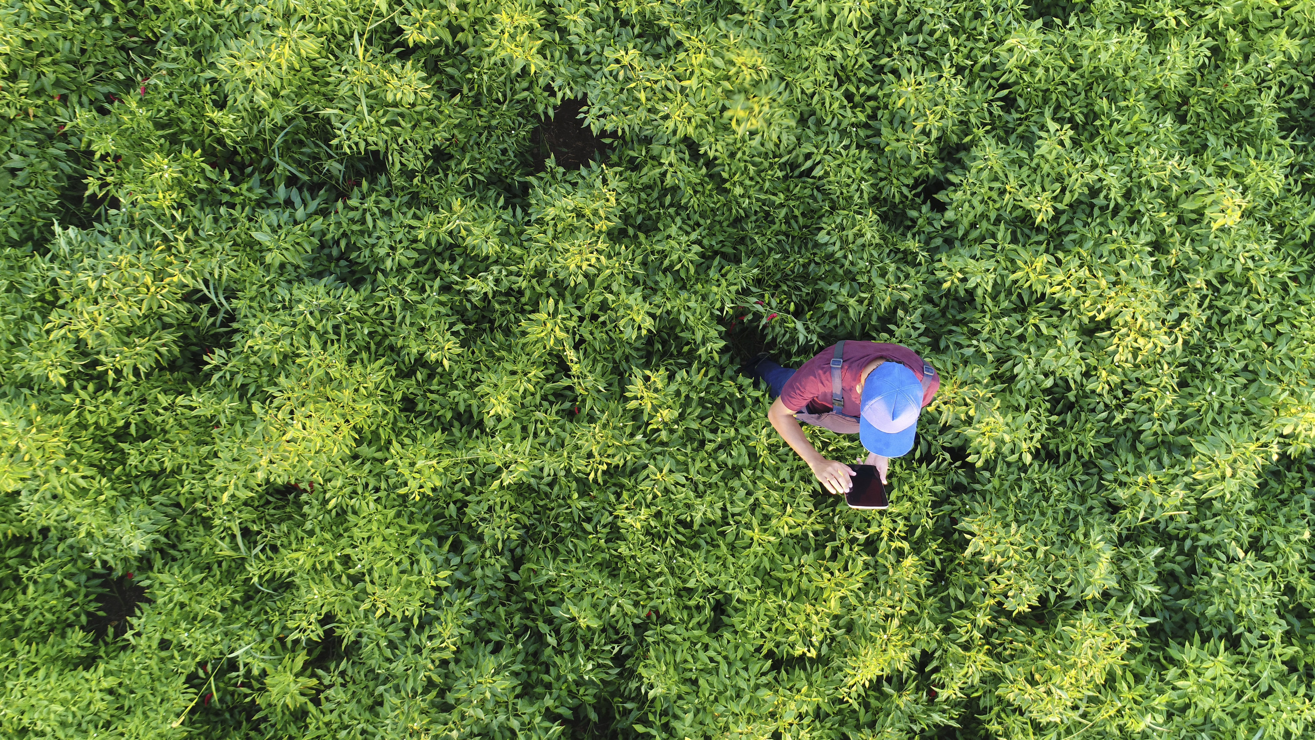 Device-as-a-Service: Unlocking Sustainability and Cost Efficiency Through Circular Use